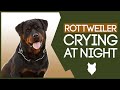 ROTTWEILER PUPPY TRAINING! How To Stop your Rottie Puppy Crying At Night!