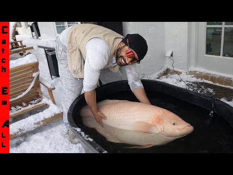 My Pet BELUGA WHALE FISH will NOT DIE in the FREEZING COLD!