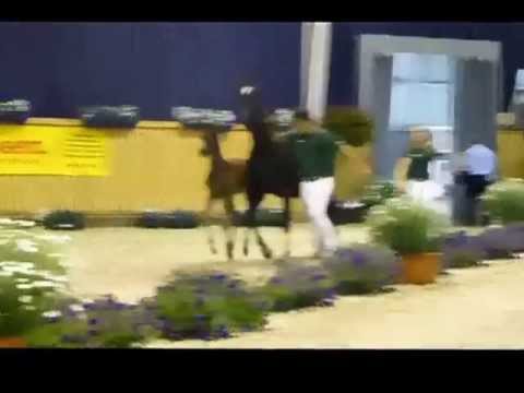 Fitzroy, Hengstfohlen von First Selection aus der Davina von Diorello/Feinbrand