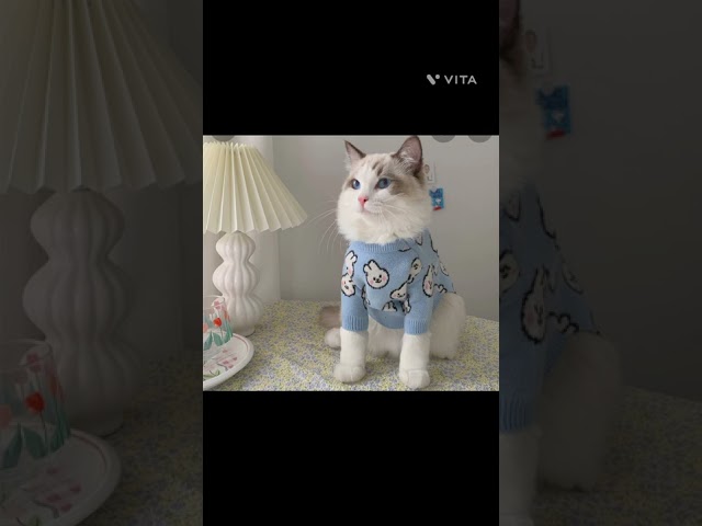 Vídeo relacionado con Sphynx Ropa de Gatos Invierno - Jersey Cálido Chaleco Pijama Suéter de Punto Mono sin Pelo, Abrigo de Invierno para Gato Chaqueta (Azul, M)