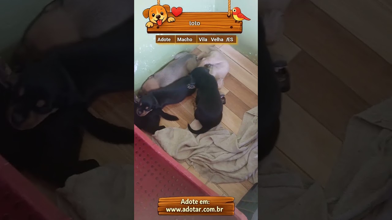 Cachorro raça SRD-ViraLata idade Abaixo de 2 meses nome toto
