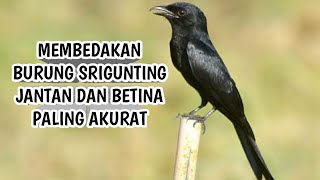 Download lagu cara membedakan burung srigunting jantan dan betina mp3 Download lagu cara membedakan burung srigunting jantan dan betina mp3