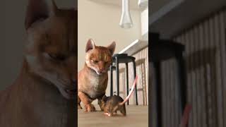 This Parasite Turns Mice Into Zombies