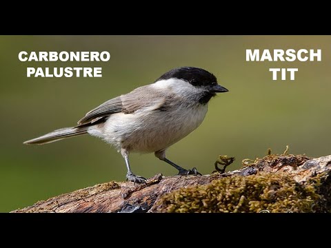 CARBONERO PALUSTRE | MARSCH TIT | Parus palustris