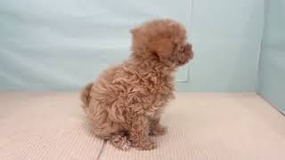 ハーフ犬の動画01