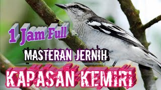 Download lagu Masteran suara jernih,Kapasan kemiri Durasi panjang. mp3