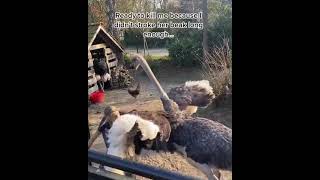 La crise de l'autruche !