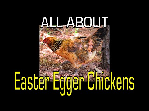 , title : 'Easter Egger Chicken - Information'