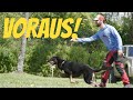 Como Enseñar el “Voraus” a Tu Perro Para IGP
