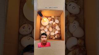 Download lagu Membuat Alat Tetas Telur ayam Sederhana #egg #diy #chicken #reaction #ayamkita #mesintetas mp3