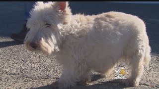 Orange Dog Owner Praises Pet For Real-Life 'Lassie' Rescue Orange Dog Owner Praises Pet For Real-Life 'Lassie' Rescue