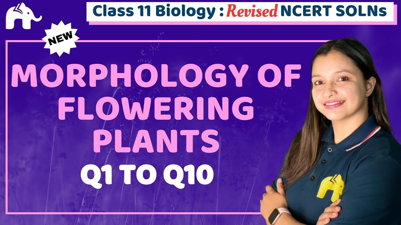 Morphology of Flowering Plants Class 11 Biology | Revised NCERT Solutions | Chapter 5 Questions 1-10