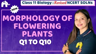 Morphology of Flowering Plants Class 11 Biology | Revised NCERT Solutions | Chapter 5 Questions 1-10