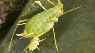 Born Pregnant: Aphids Invade with an Onslaught of Clones | Deep Look
