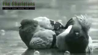 The Charlatans - I Don’t Care Where You Live
