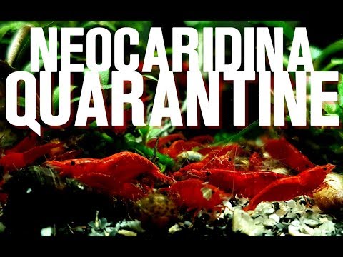 SHRIMP QUARANTINE Keeping your Shrimp Healthy!