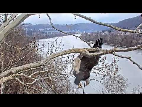 USS Bald Eagle Cam 1 & 2 on 2-18-26 @ 13:28 Irv grabs long stringy fluff and drops down fast
