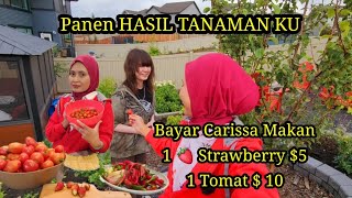 Download lagu Panen Tomat Bersama Carissa   🍇 🍇🍓🍓🌶🌶.Langsung Ku Olah Untuk Stock Frozen. mp3 Download lagu Panen Tomat Bersama Carissa   🍇 🍇🍓🍓🌶🌶.Langsung Ku Olah Untuk Stock Frozen. mp3