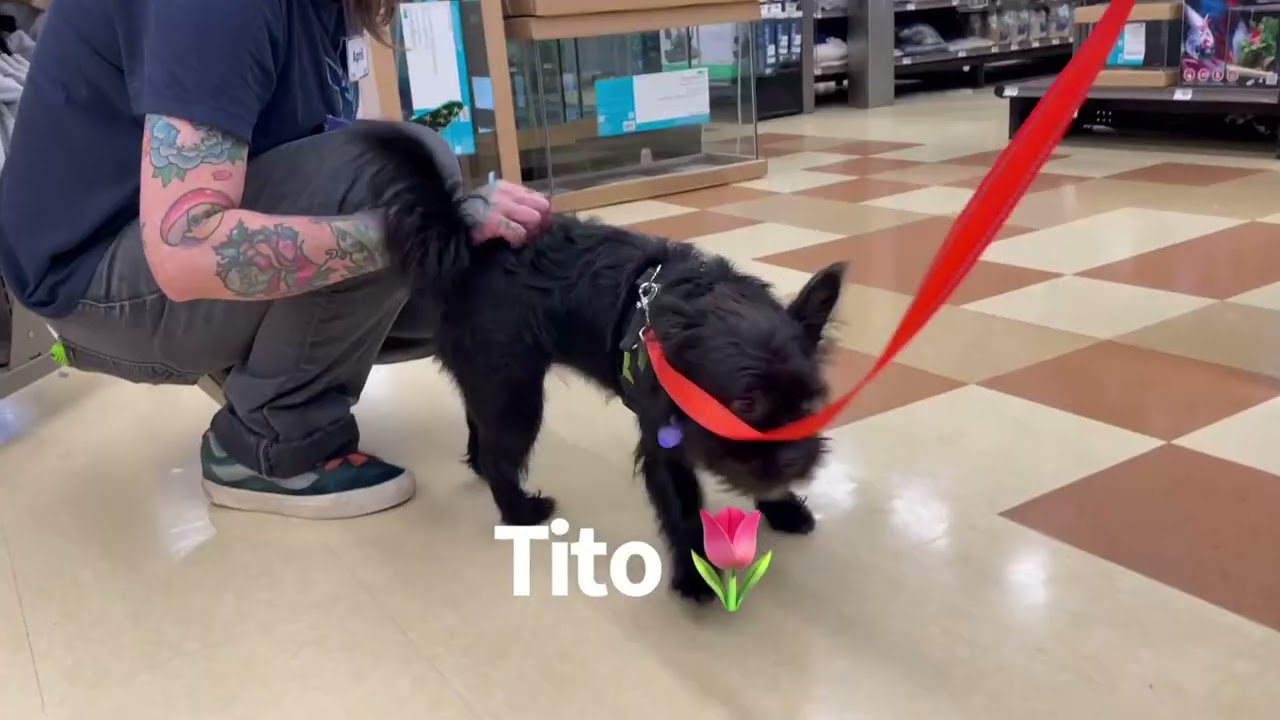 Enlarge Tito, a ADOPTABLE mixed breed in MADISON, AL video 1/4