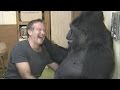 Koko the Gorilla Mourns Her Friend, Robin Williams