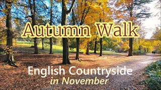 November Walk In The Woods - Virtual Forest Scenery For Treadmill Walking