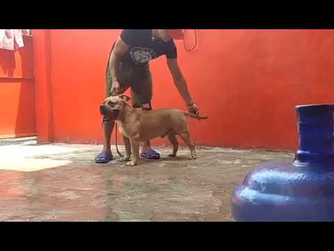 1st day of  training with Master Trainor Crisanto Bello [TRUST THE PROCESS] #roadtoDogShow🏆✅