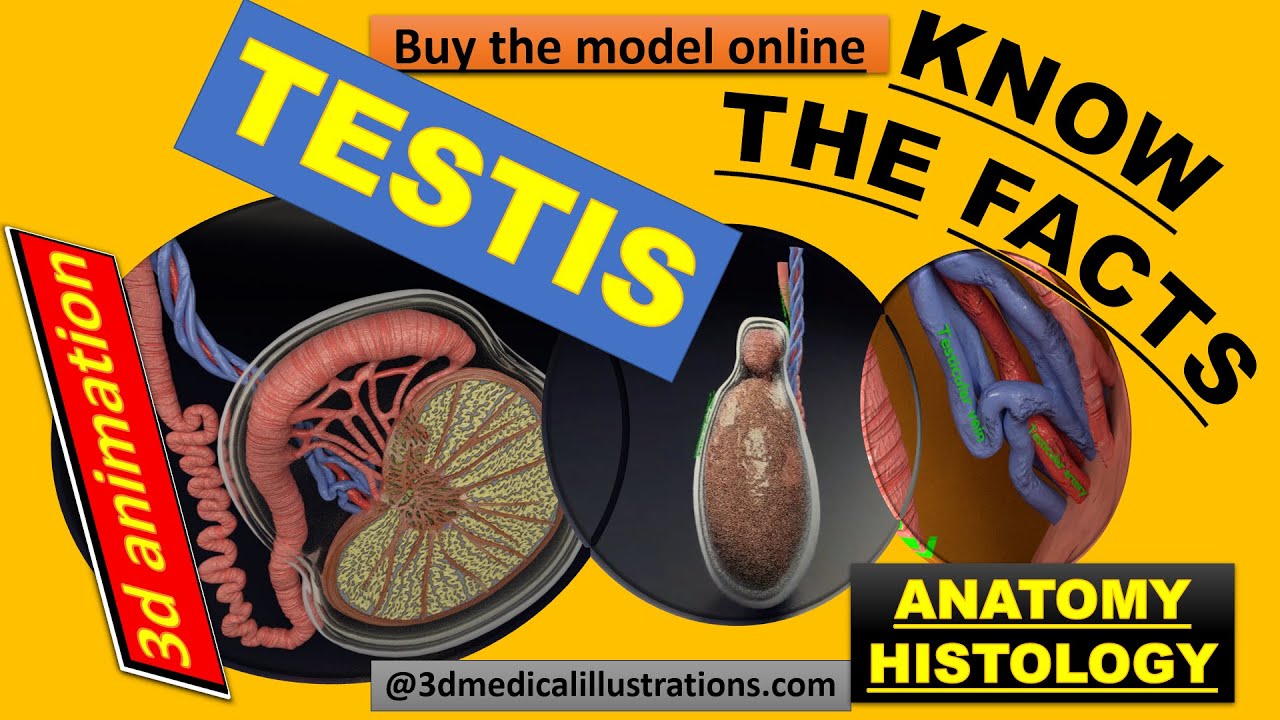 3D testis anatomy histology model 3D Model