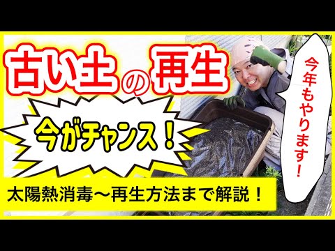 リサイクルされたオブジェクトのプランター 鳥かご ポットに流用 花 多肉植物 ヴィンテージ 庭の装飾