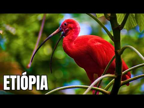 ETIÓPIA | Animais das Montanhas - Documentário