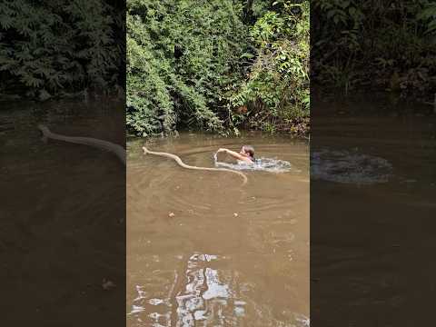 Swimming with a King Cobra in Borneo! #shorts