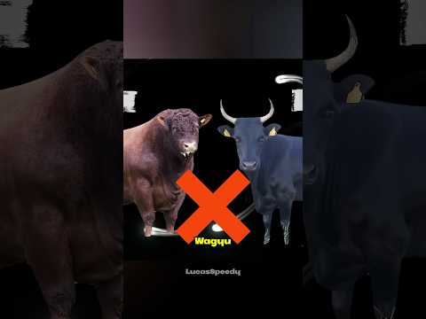 POV: You think you're eating real Wagyu...🥩