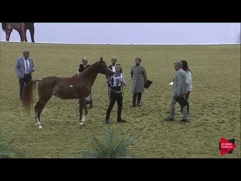 N 93 NAJA AL NASSER   2019 Al Shaqab Arabian Horse Show Festival   Fillies 3 Years Old Class 4A