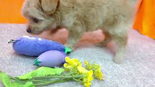 ハーフ犬の動画01