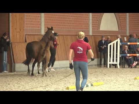 Stutfohlen von Leovisto x Lasino