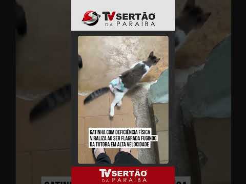 Flagrante: gatinha de fralda surpreende tutora com 