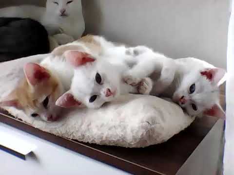 Anne ve genişler uyku saati