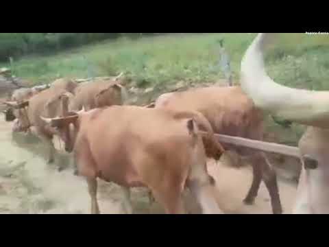 O carro de boi cantou em Itapecerica/MG