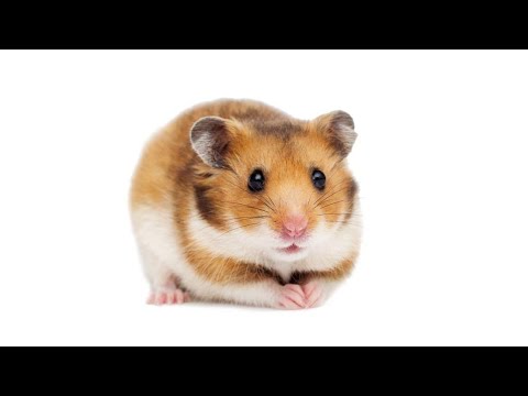 Hamster