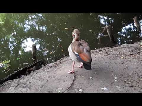 Beautiful Pair of Egyptian Geese at the Pond