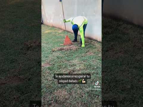 Recuperando pasto dañado 🌱