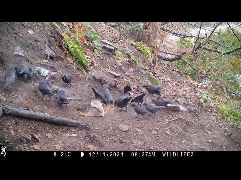 Noisy aggressive Jackdaws Crows and the lone pigeon UK British Wildlife Animals Garden Nature