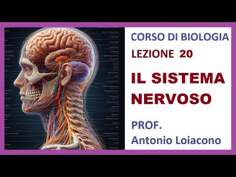 CORSO DI BIOLOGIA - Lezione 20 - IL SISTEMA NERVOSO