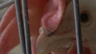 Avian Influenza in Nebraska - Greg Ibach - June 5, 2015