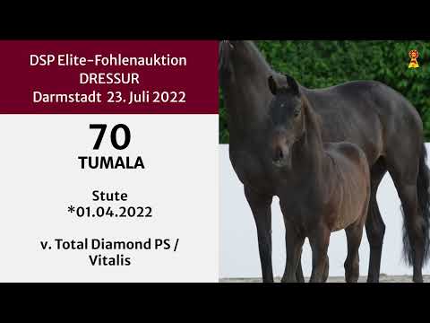 KN 70: Stutfohlen v. Total Diamond/Vitalis