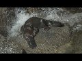 4 Minutes Of Platypus Playtime