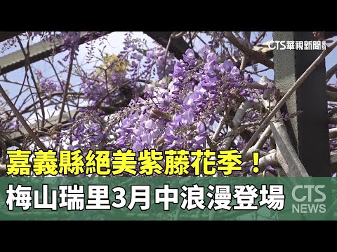 嘉義縣絕美紫藤花季！　梅山瑞里3月中浪漫登場