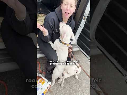 Pittie callejera es rescatada — y una hora después ayuda a salvar a su aterrada gemela | The Dodo