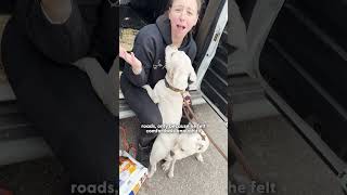 Stray Pittie Gets Rescued — Then Helps Save Her Terrified Twin an Hour Later | The Dodo