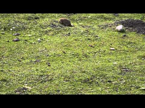 チベット長江イトウ釣り２０回目　チベット　ナキウサギ