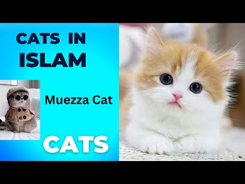 Cats | Islam And Cats | Cats In Islam | Muezza Cat | Taqwa